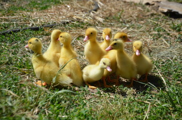 Little yellow ducklings on the street selective focus