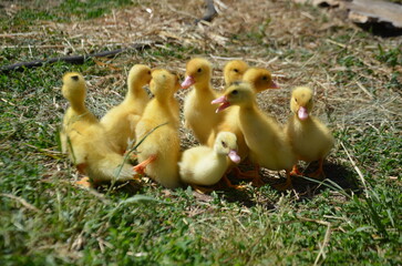Little yellow ducklings on the street selective focus