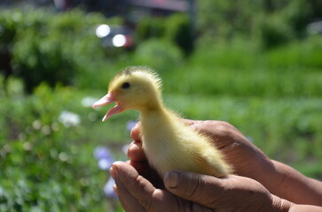 Little yellow duck in farmer's hands on the street selective focus