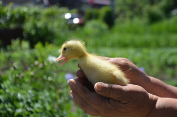 Little yellow duck in farmer's hands on the street selective focus