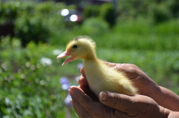 Little yellow duck in farmer's hands on the street selective focus