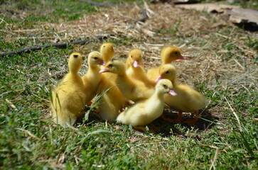 Little yellow ducklings on the street selective focus