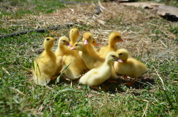 Little yellow ducklings on the street selective focus