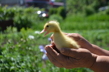 Little yellow duck in farmer's hands on the street selective focus
