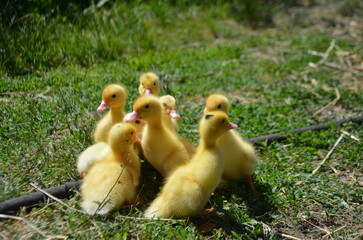 Little yellow ducklings on the street selective focus