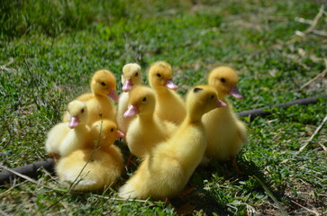 Little yellow ducklings on the street selective focus