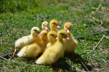 Little yellow ducklings on the street selective focus