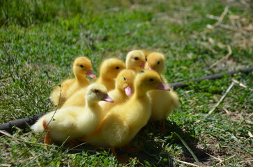 Little yellow ducklings on the street selective focus