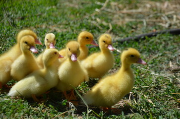 Little yellow ducklings on the street selective focus