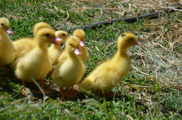 Little yellow ducklings on the street selective focus