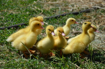 Little yellow ducklings on the street selective focus