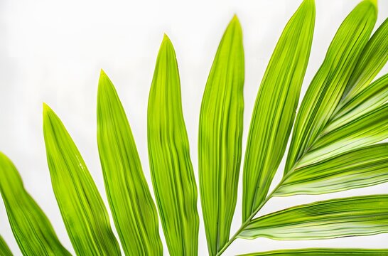 Close-Up Texture of Arch Tekla Palm Leaf