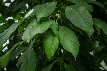Fresh green avocado leaves in detail.