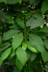 Fresh green avocado leaves in detail.