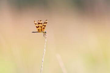 Halloween pennant dragonfly in morning light