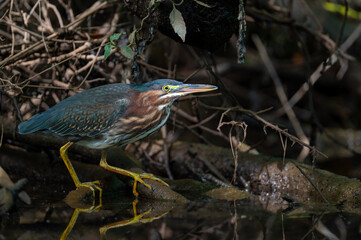Green heron in shadows