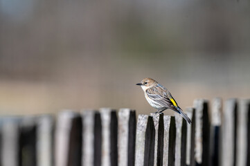 Yellow-rumped warbler on fence