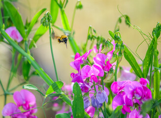 Sweet Pea and the Bumblebee