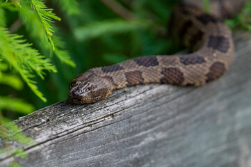 Brown water snake closeup on fence