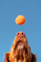 Golden retriever ready to catch an orange ball against a blue sky
