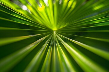 Obraz premium Intricate Palm Leaf Texture with Sunlight