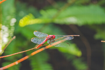 dragonfly resting on a branch