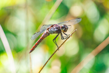 dragonfly resting on a branch