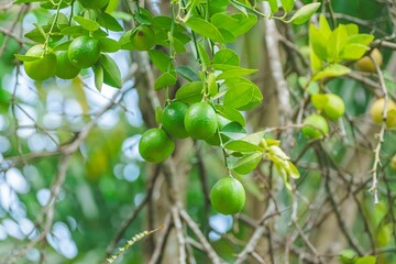 green lemons in the tree