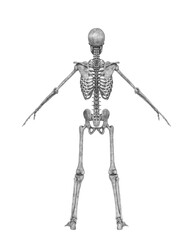 skeleton in a pose on rear view