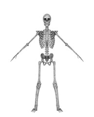 skeleton in a pose