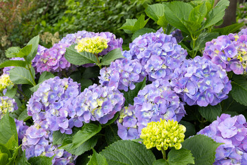 Light purple and light blue hydrangea flowers blooming in a hydrangea temple in early summer.