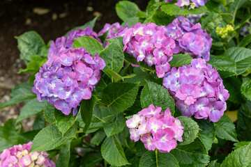 Pink hydrangea flowers in the hydrangea temple blooming in early summer.