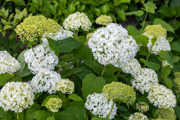 Annabelle hydrangea flower blooming white flowers in the garden.　