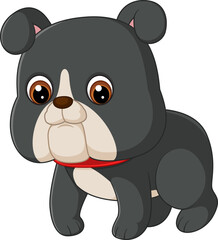 Cute baby bulldog walks clumsily