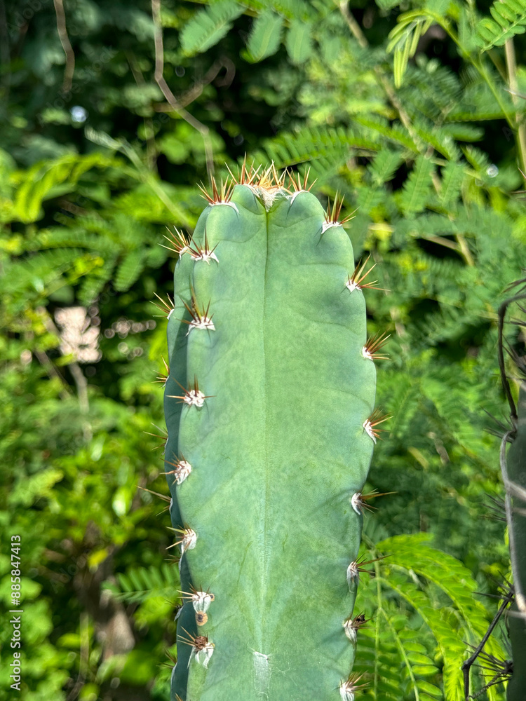 Poster cactus growing in garden