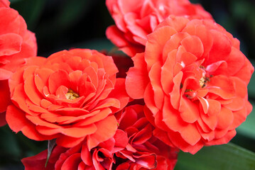 bright red rose on a background of green leaves