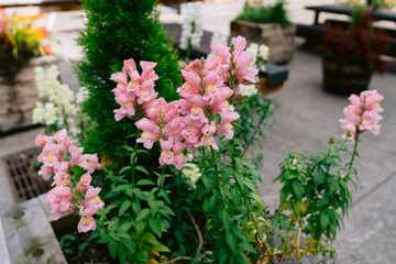 flowers in a garden