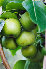 Close-Up of Green Pears on a Tree Branch in Orchard