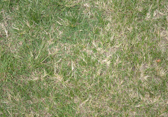 grass in the park