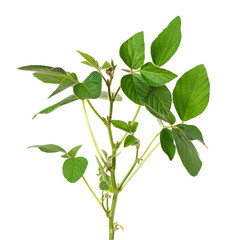 Green soybean bush isolated on white background. Soy bean plant.