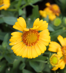 Gaillardia or blanket floweris a genus of flowering plants in the sunflower family, Asteraceae, native to North and South America.