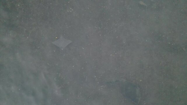 4K MANTARRAYA Y PECES MAR