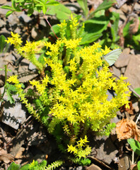 Sedum reflexum or Sedum rupestre, also known as reflexed stonecrop, Jenny's stonecrop, blue stonecrop, stone orpine, prick-madam and trip-madam