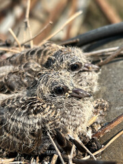 a closeup shot of a beautiful bird in nest