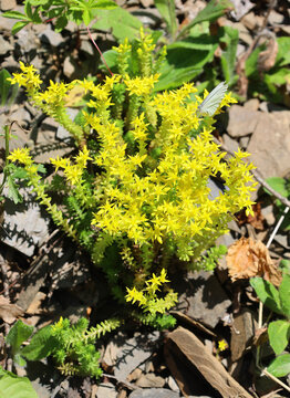 Sedum reflexum or Sedum rupestre, also known as reflexed stonecrop, Jenny's stonecrop, blue stonecrop, stone orpine, prick-madam and trip-madam