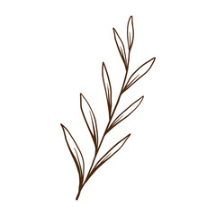 Hand drawn herbs and flowers illustration on white