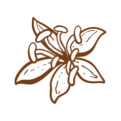 Hand drawn herbs and flowers on white background