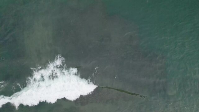 4K MANTARRAYAS EN EL MAR