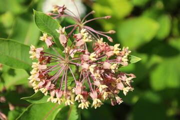 Asclepias is a genus of herbaceous, perennial, flowering plants known as milkweeds, named for their latex, a milky substance containing cardiac glycosides termed cardenolides