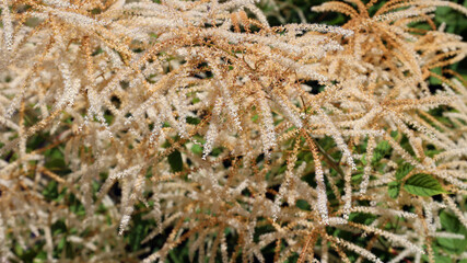 Rhus typhina, the staghorn sumac, is a species of flowering plant in the family Anacardiaceae, native to eastern North America.